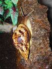 Achatina